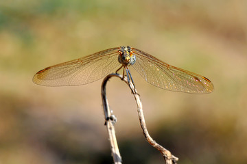 Macro shots, showing of eyes dragonfly and wings detail. Beautiful dragonfly in the nature habitat.