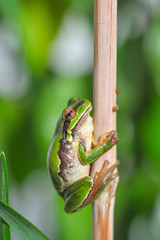 Europaean tree frog Hyla arborea from water onto dry reed-mace leaf in natural background