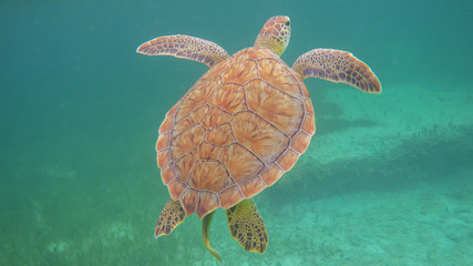 Sea turtle in crystal clear ocean, Bahamas near Nassau