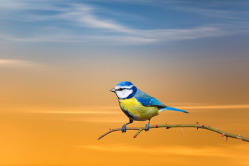 Cute little bird. Sky background. Blue tit.