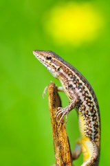 Beautiful lizard - Stock Image