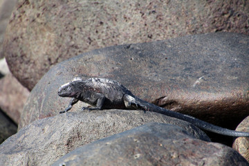 Meerechse- Galapagos