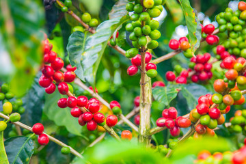 Obraz premium Coffee beans ripening on tree in Costa Rica.