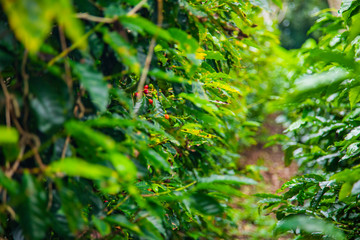 Fototapeta na wymiar Coffee beans ripening on tree in Costa Rica.