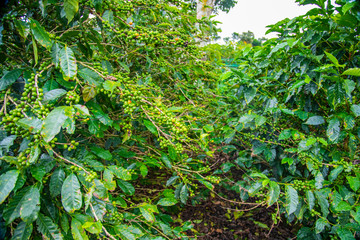 Coffee beans ripening on tree in Costa Rica.