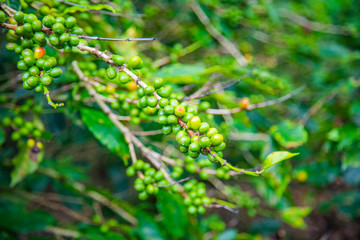 Coffee beans ripening on tree in Costa Rica.