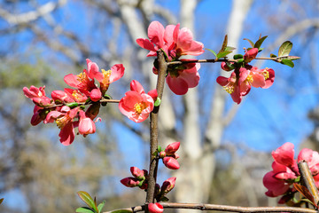 Close up delicate red flowers of Chaenomeles japonica shrub, commonly known as Japanese quince or Maule's quince in a sunny spring garden, beautiful Japanese  blossoms floral background, sakura