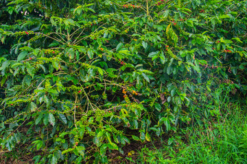 Fototapeta premium Coffee beans ripening on tree in Costa Rica.