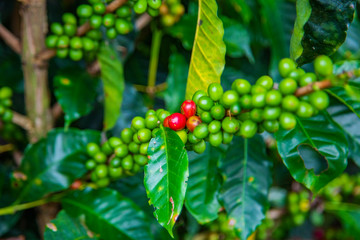 Coffee beans ripening on tree in Costa Rica.