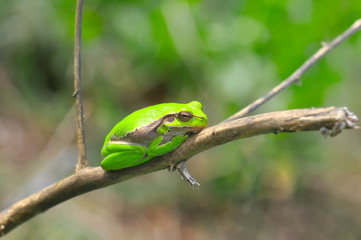 Europaean tree frog Hyla arborea from water onto dry reed-mace leaf in natural background