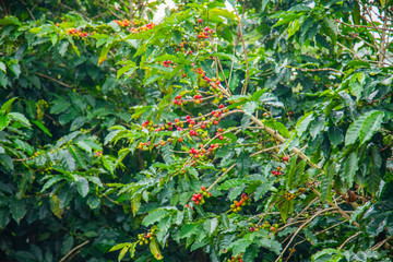 Coffee beans ripening on tree in Costa Rica.