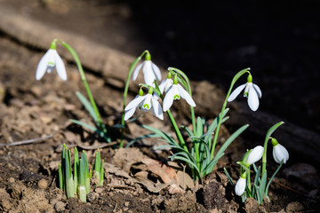 Group of small and delicate white snowdrop spring flowers in full bloom in forest in a sunny spring day, blurred background with space for text