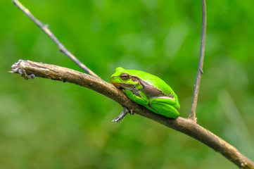 Europaean tree frog Hyla arborea from water onto dry reed-mace leaf in natural background
