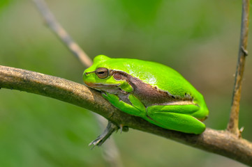 Europaean tree frog Hyla arborea from water onto dry reed-mace leaf in natural background