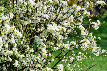 Many delicate white flowers of Chaenomeles japonica shrub, commonly known as Japanese quince or Maule's quince in a sunny spring garden, beautiful Japanese  blossoms floral background, sakura