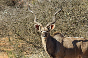 Kudu watching in the african bush