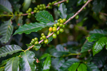 Coffee beans ripening on tree in Costa Rica.