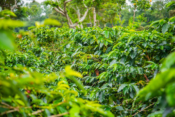 Coffee beans ripening on tree in Costa Rica.