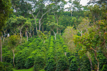 Coffee beans ripening on tree in Costa Rica.