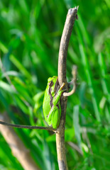 Europaean tree frog Hyla arborea from water onto dry reed-mace leaf in natural background
