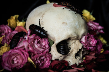 Schädel Schaben Blumen