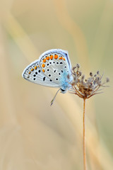 Closeup beautiful butterfly sitting on the flower.