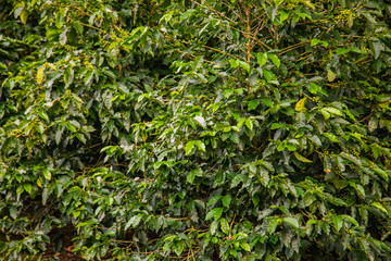 Coffee beans ripening on tree in Costa Rica.