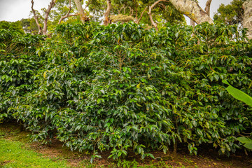 Coffee beans ripening on tree in Costa Rica.