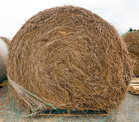 Round hay bale in field with green netting.