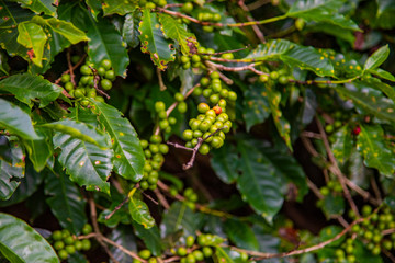 Coffee beans ripening on tree in Costa Rica.