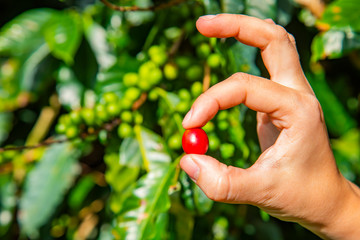 Coffee berries in female hands. Costa Rica.