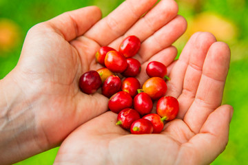 Coffee berries in female hands. Costa Rica.