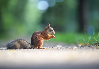 Squirrel nibbles a nut