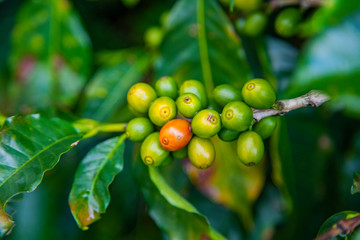 Coffee beans ripening on tree in Costa Rica.