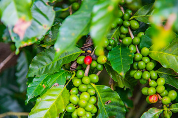 Coffee beans ripening on tree in Costa Rica.