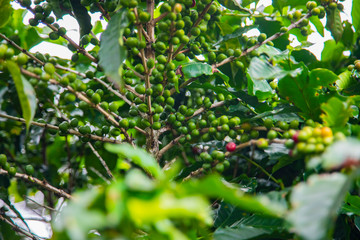 Coffee beans ripening on tree in Costa Rica.