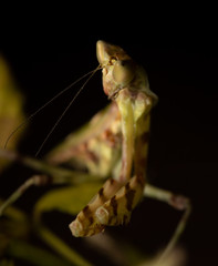 MACRO PORTRAIT PHOTO OF PRATING MANTIS