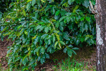Coffee beans ripening on tree in Costa Rica.