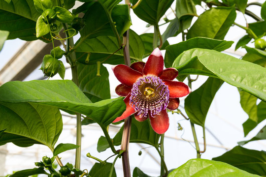 flor de maracuyá en una plantación