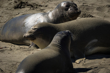 Northern elephant seals on the beach, California