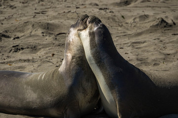 Obraz premium Pair of Northern Elephant Seals on the beach, California