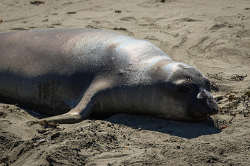 Northern elephant seal on the beach, California