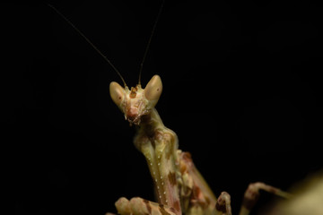 MACRO PORTRAIT PHOTO OF PRATING MANTIS