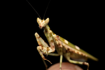 MACRO PORTRAIT PHOTO OF PRATING MANTIS