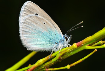 Closeup beautiful butterfly sitting on the flower.