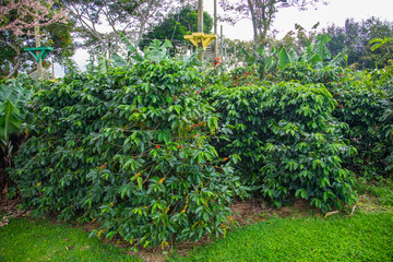 Fototapeta na wymiar Coffee beans ripening on tree in Costa Rica.