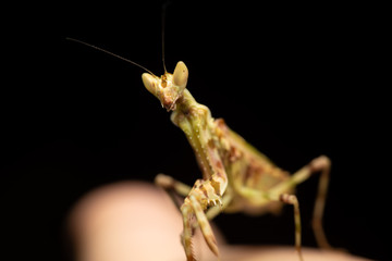 MACRO PORTRAIT PHOTO OF PRATING MANTIS