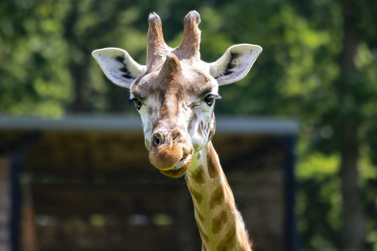 Rothschild#s giraffe looking at camera