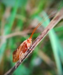 Cinnamon Sedge, Limnephilus lunatus