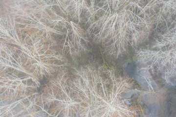 Winter fog seeps through a forest in Oregon. This beautiful state on the west coast is known for its diverse landscape of forests, mountains, farms, and beaches.